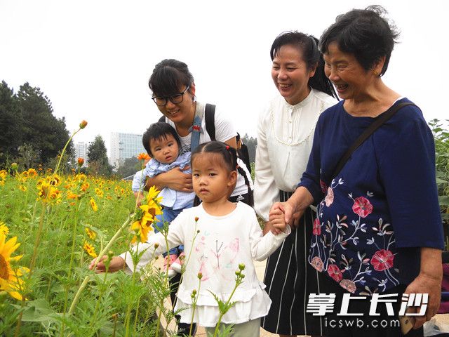 市民、游客徜徉在到植物園向日葵“花海”感受秋天的美好,。