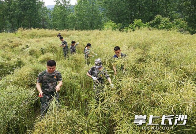 長沙縣青年干部在懷化市沅陵縣幫助村民收割油菜,。長沙晚報通訊員 王歐雯 供圖