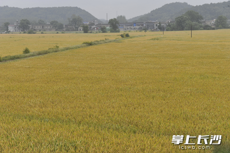 金秋時節(jié)，岳麓區(qū)含浦街道好一幅火熱的豐收景象,。 長沙晚報記者 周游 攝