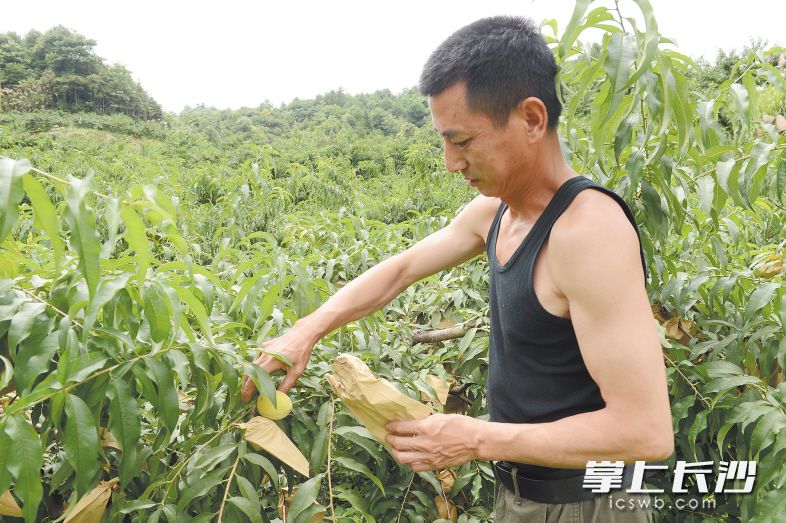 寧鄉(xiāng)縣巷子口鎮(zhèn)黃鶴村的黃桃即將成熟,，但洪水沖斷了道路,，如何運(yùn)輸黃桃讓果農(nóng)犯了難?！　￠L(zhǎng)沙晚報(bào)記者 余劭劼 攝