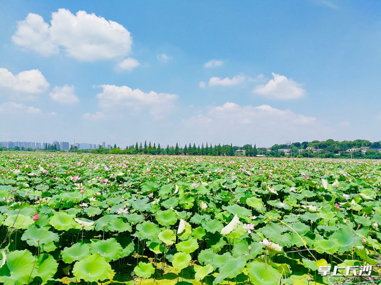 蘇托垸是長沙二環(huán)內(nèi)唯一未開發(fā)的一塊成片區(qū)域,，自然風(fēng)光好和基礎(chǔ)設(shè)施差并存。長沙晚報全媒體記者 李卓 攝