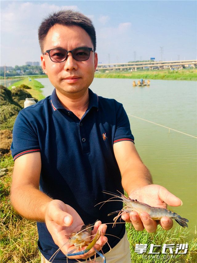 引入清澈的撈刀河水,，無需凈化,，陳輝華養(yǎng)出肥美的羅氏蝦。 全媒體記者 李卓 攝