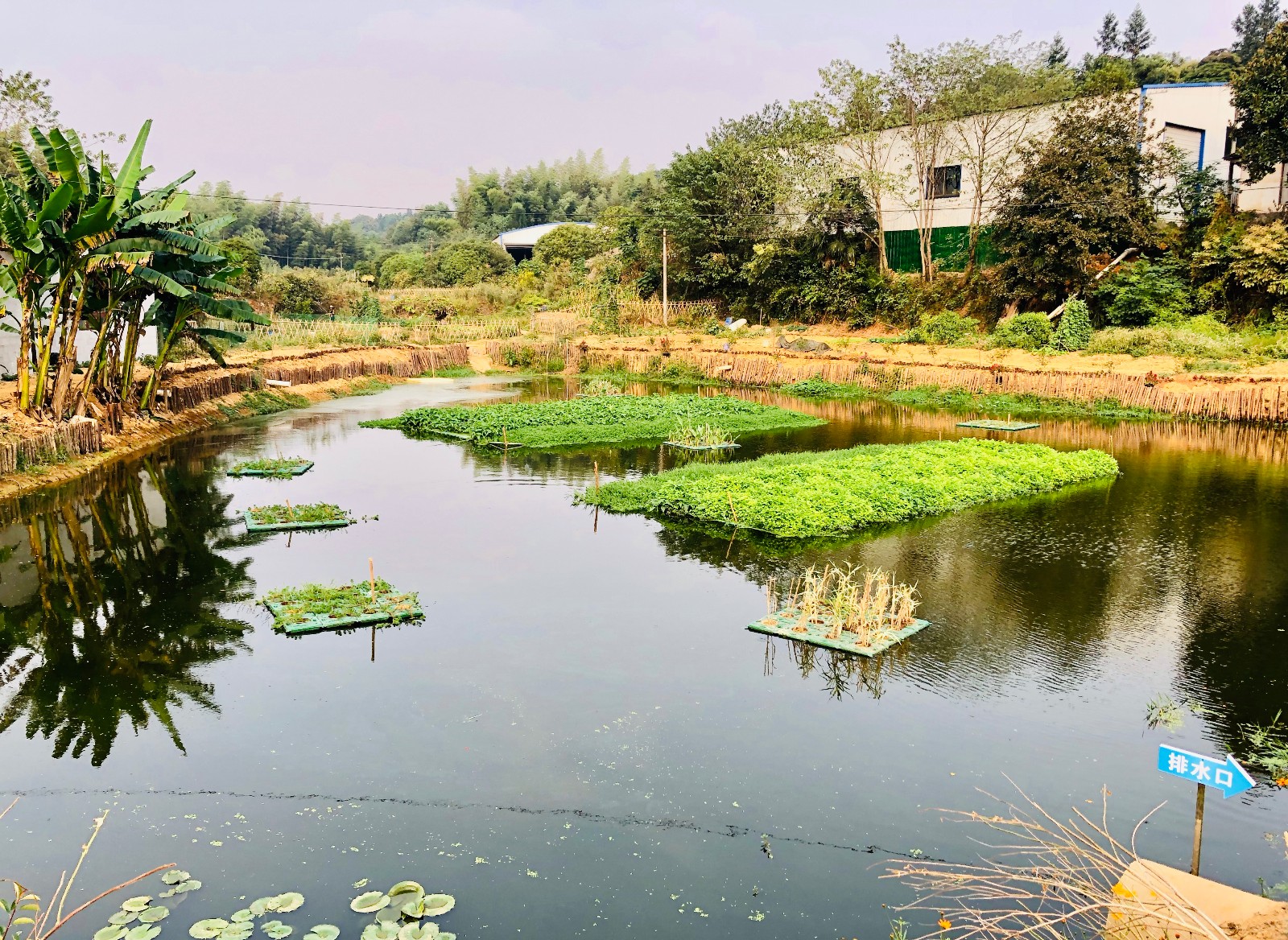 示范片區(qū)內(nèi)一處池塘治理后,，清水瀲滟，水上綠島和水下森林構(gòu)成凈化水質(zhì)的生態(tài)系統(tǒng),。 全媒體記者 李卓 攝