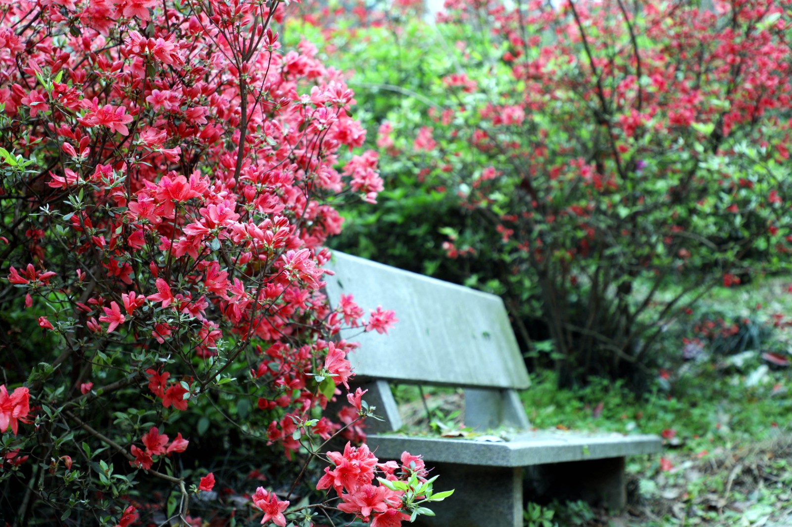 植物園杜鵑園內(nèi)的映山紅也已開放,。長沙晚報全媒體記者 周柏平攝