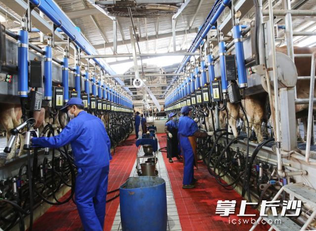 48臺擠奶機器同時開始自動化擠奶……至今日,，寧鄉(xiāng)經開區(qū)優(yōu)卓牧業(yè)乳業(yè)生態(tài)產業(yè)園全面恢復生產。圖片均為長沙晚報全媒體記者 賀文兵 攝