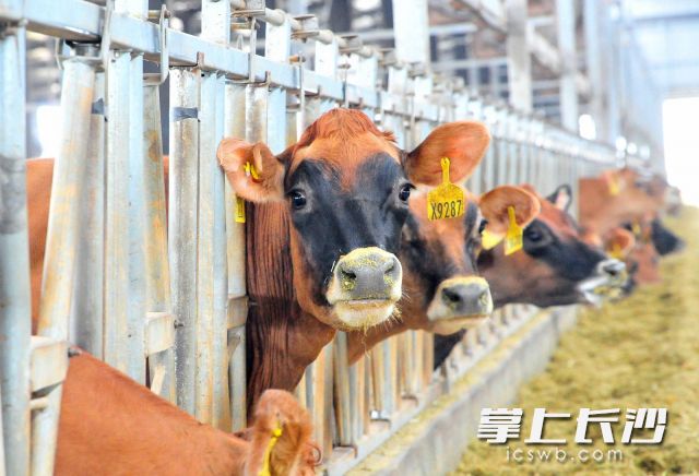 牧場存欄奶牛達到2000頭。