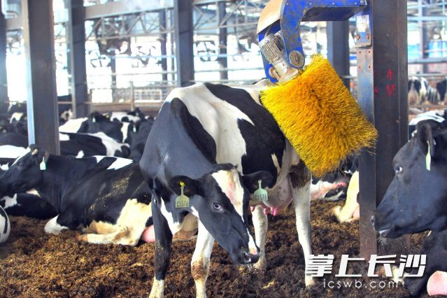 優(yōu)卓牧業(yè)為每頭牛配備了專屬“身份證”,。