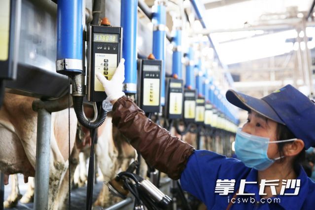 牧場每天產奶量達到15噸,。