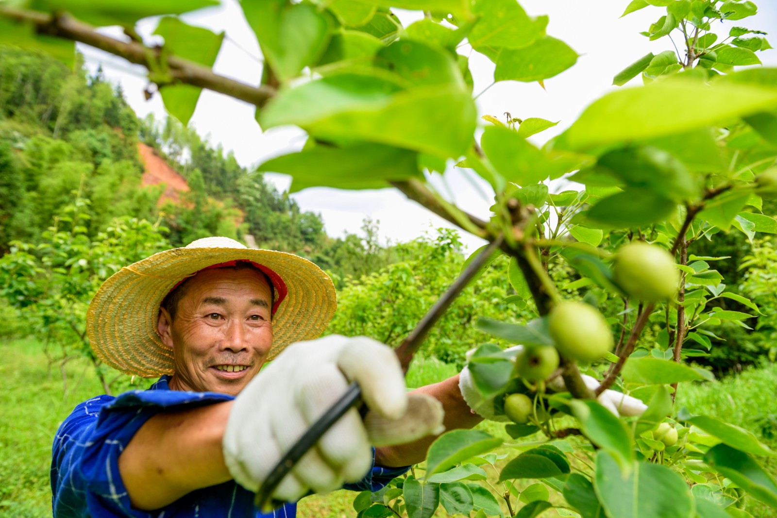 搬得出,、穩(wěn)得住、能致富,，田溪村易地搬遷戶李有倫在家門口的水果基地務(wù)工,，閑時還可以去景區(qū)兼職打工，收入穩(wěn)定不用愁,，還方便照顧家里,。 長沙晚報全媒體記者 陳飛 拍攝