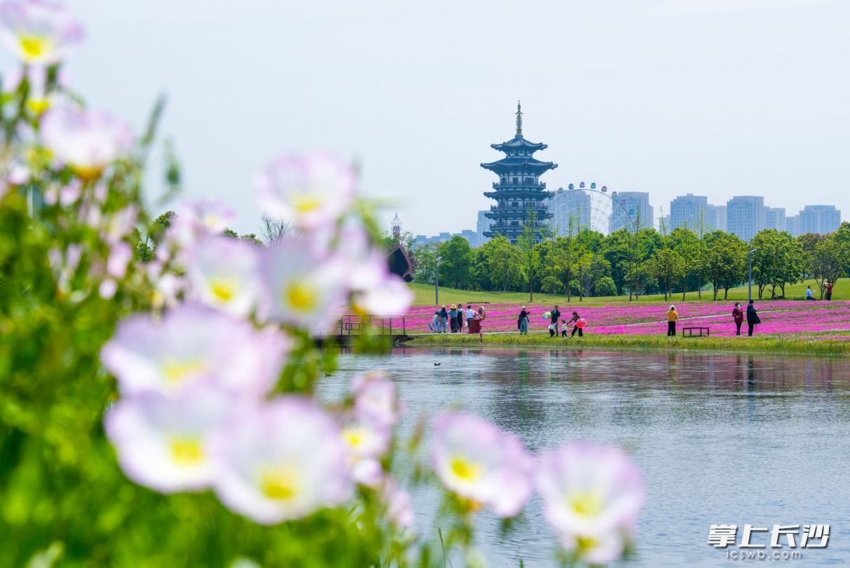 市民們暢游在洋湖濕地公園美麗的花海中。長沙晚報全媒體記者 鄒麟 攝