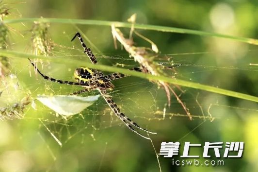 “蜘蛛蛋”的來由據(jù)說是,，蜘蛛交配之后,，雌蜘蛛會(huì)吃掉“郎君”，然后用絲編織卵袋,，隨后等到蜘蛛寶寶出世,，雌蛛即面臨死亡。