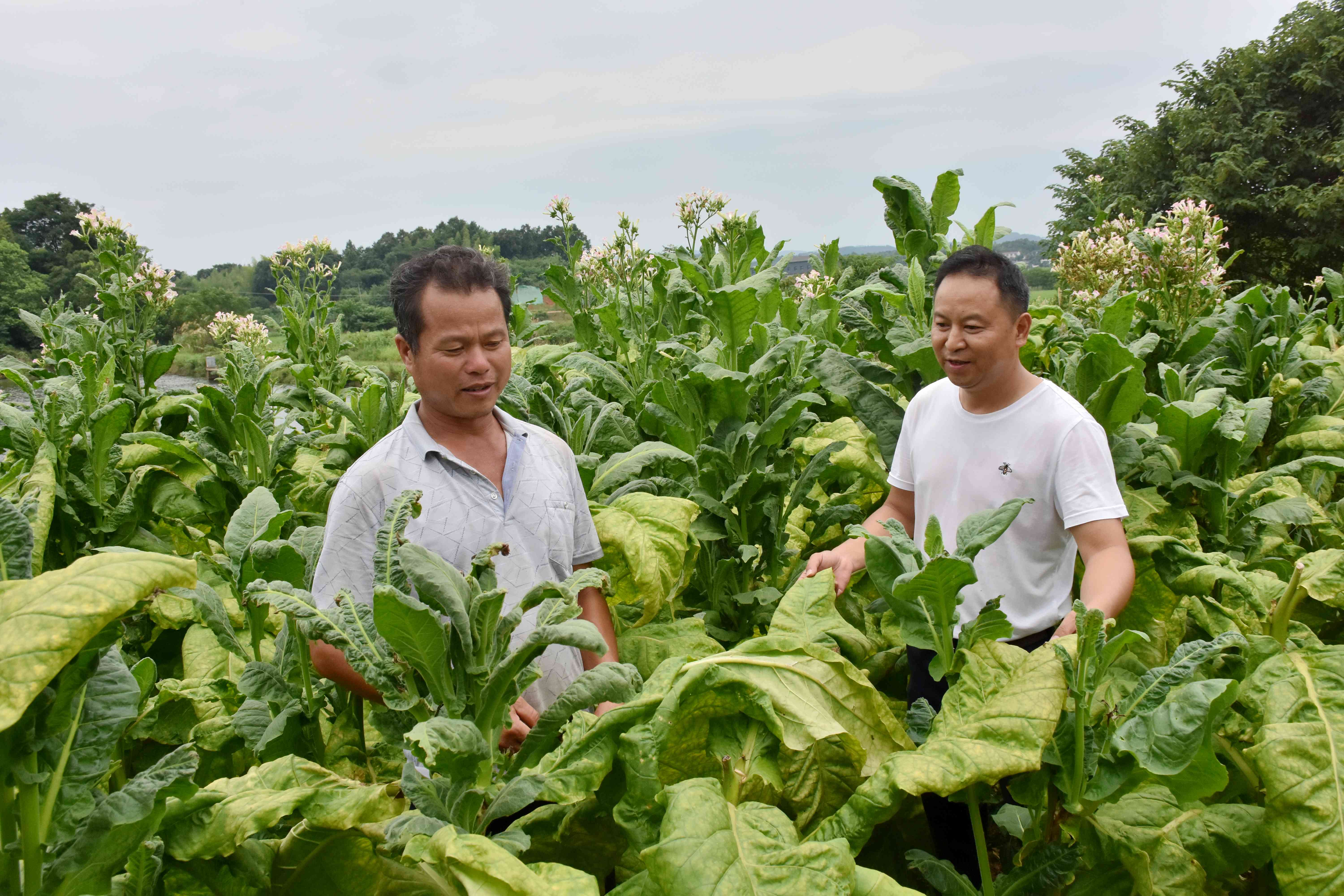 龔宇兵（右）扶持貧困戶種上了煙葉,。均為長沙晚報(bào)全媒體記者 賀文兵 攝