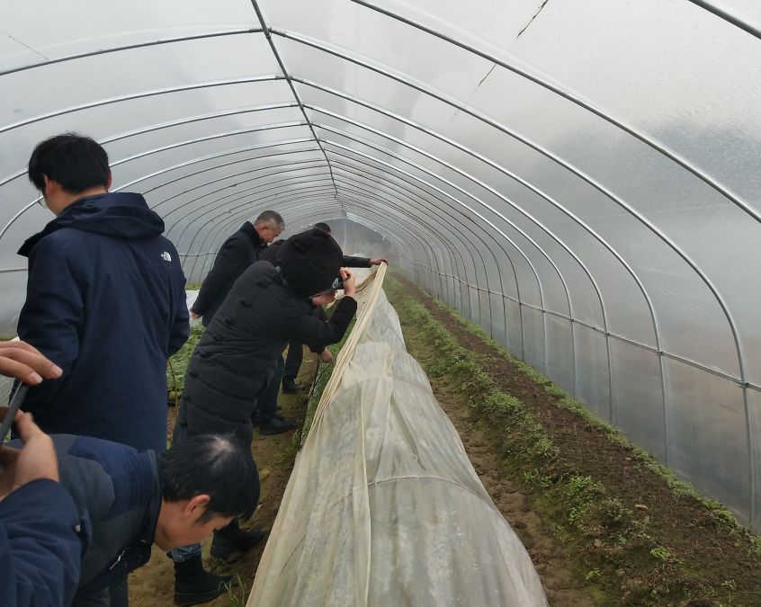 在仙洲村高仙種植合作社蔬菜新品種展示基地,，農(nóng)戶(hù)熊榮發(fā)帶領(lǐng)大家查看茄子、辣椒,、黃瓜等早春瓜蔬類(lèi)的長(zhǎng)勢(shì),。