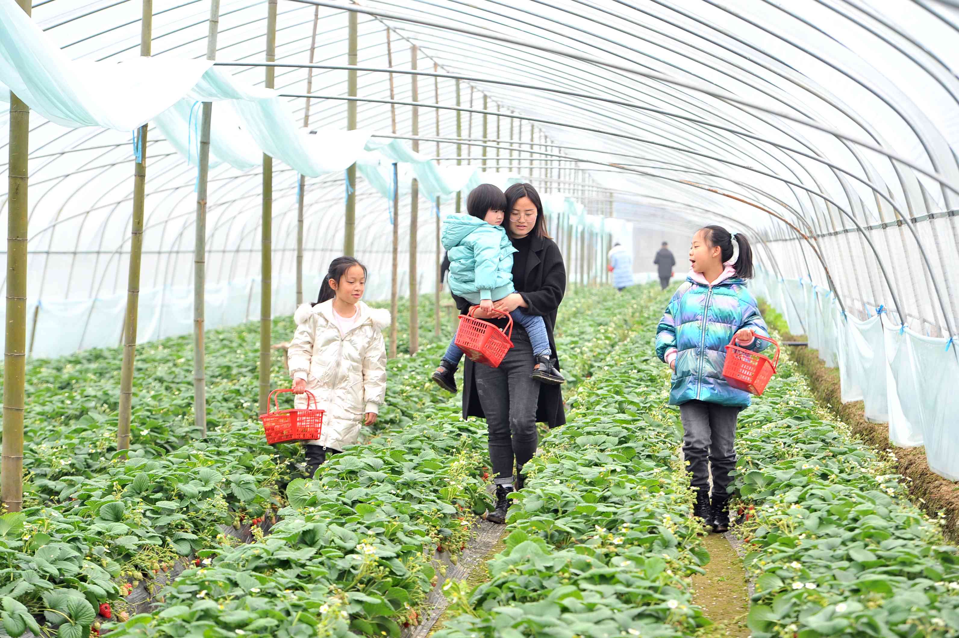 市民帶著孩子來種植園體驗采摘草莓,，龔洋洋帶上自己的孩子，領(lǐng)著市民的孩子（右一）一起在草莓大棚內(nèi)開心采摘,。