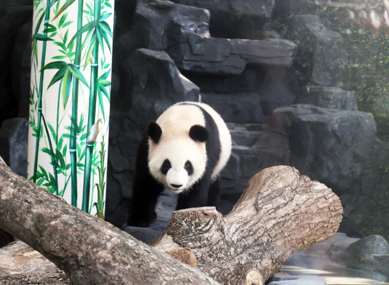 春節(jié)期間,，外地游客可到長(zhǎng)沙生態(tài)動(dòng)物園免費(fèi)看動(dòng)物了,。均為資料圖片