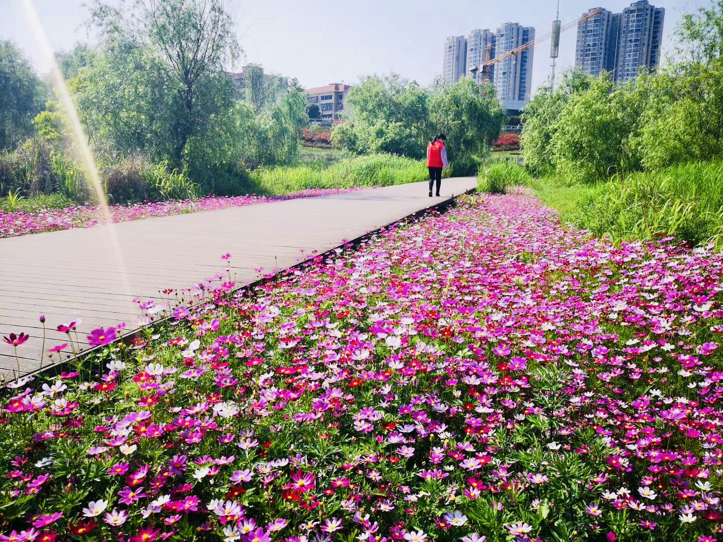 瀏陽(yáng)河畔成了網(wǎng)紅賞花地。全媒體記者 李卓 攝 