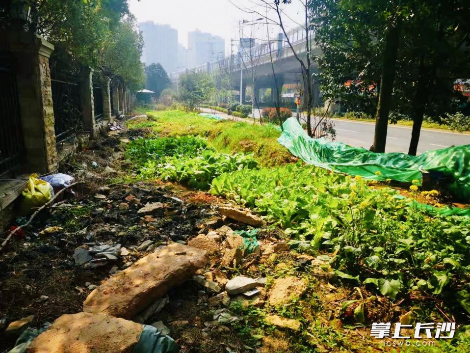 整治之前,，“僵尸”綠化帶成了臭氣熏天的垃圾堆菜園,。 通訊員 童欣 攝