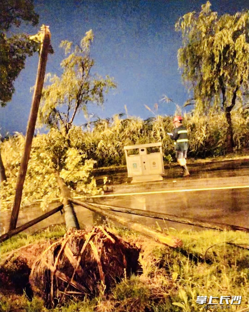 倒伏大樹成了“攔路虎”，園林工人深有冒雨清障,。通訊員 張英 攝