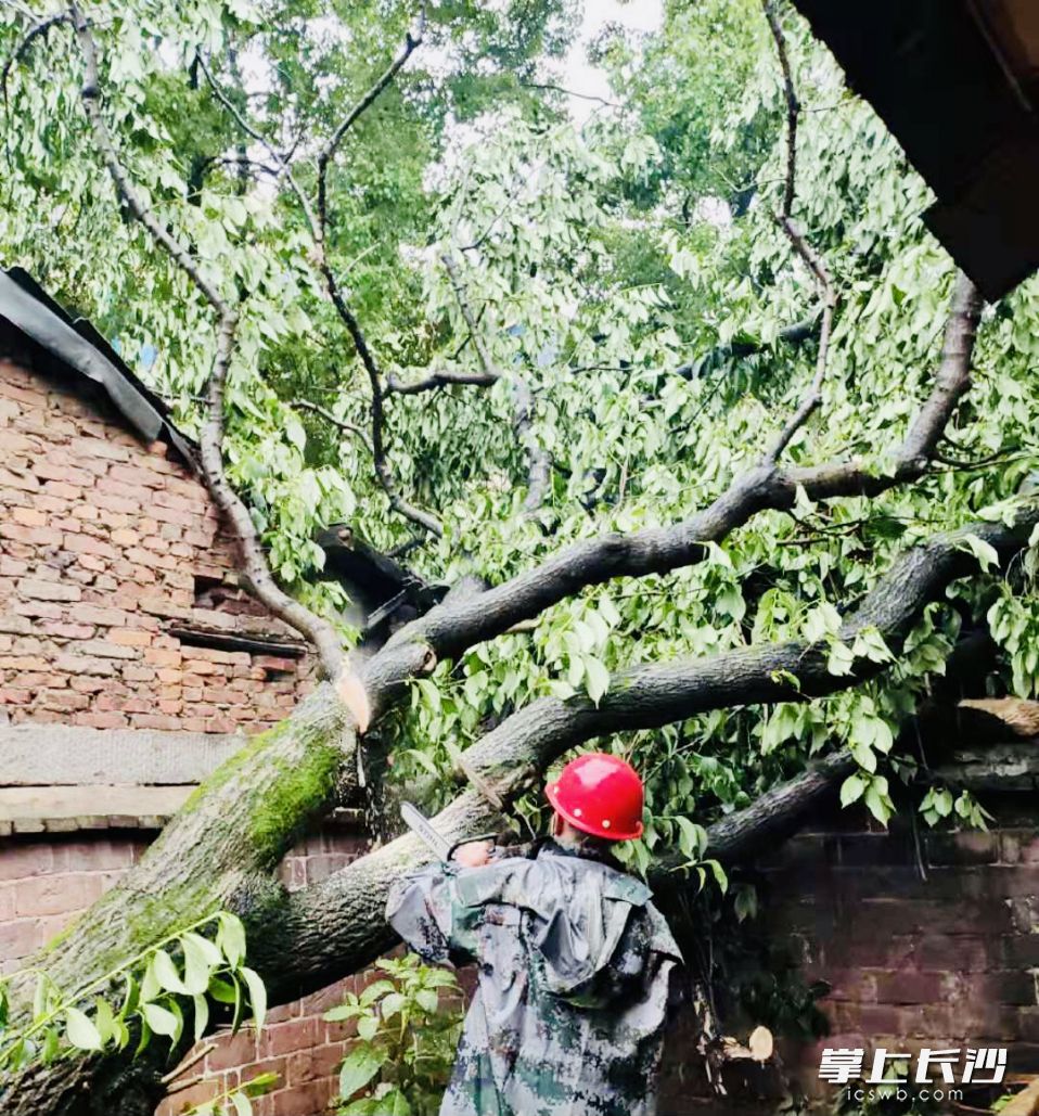 撈建大廈附近一株大樟樹倒伏砸在房屋上,，所幸清障及時(shí)沒有造成重大傷亡損失。通訊員 張英 攝