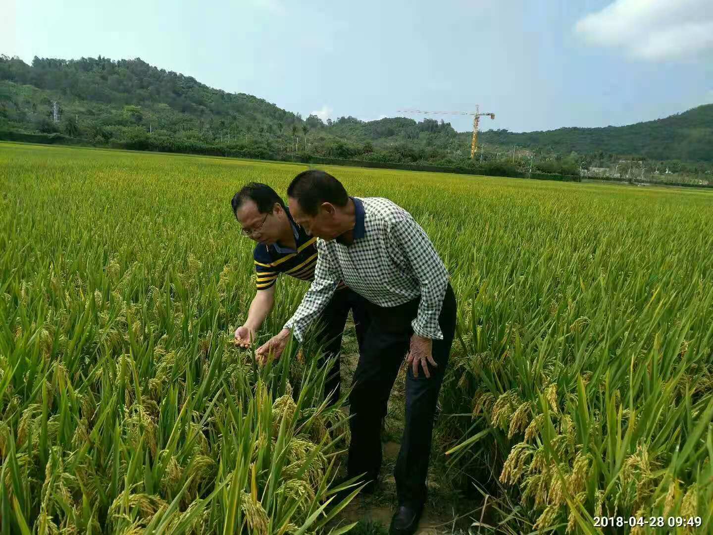 湖南雜交水稻研究中心研究員吳朝暉博士與袁隆平院士在三亞超級稻高產(chǎn)攻關(guān)示范田里,。均為受訪者供圖