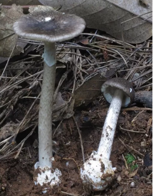 灰花紋鵝膏