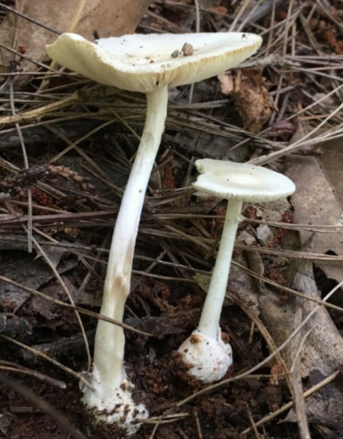 裂皮鵝膏
