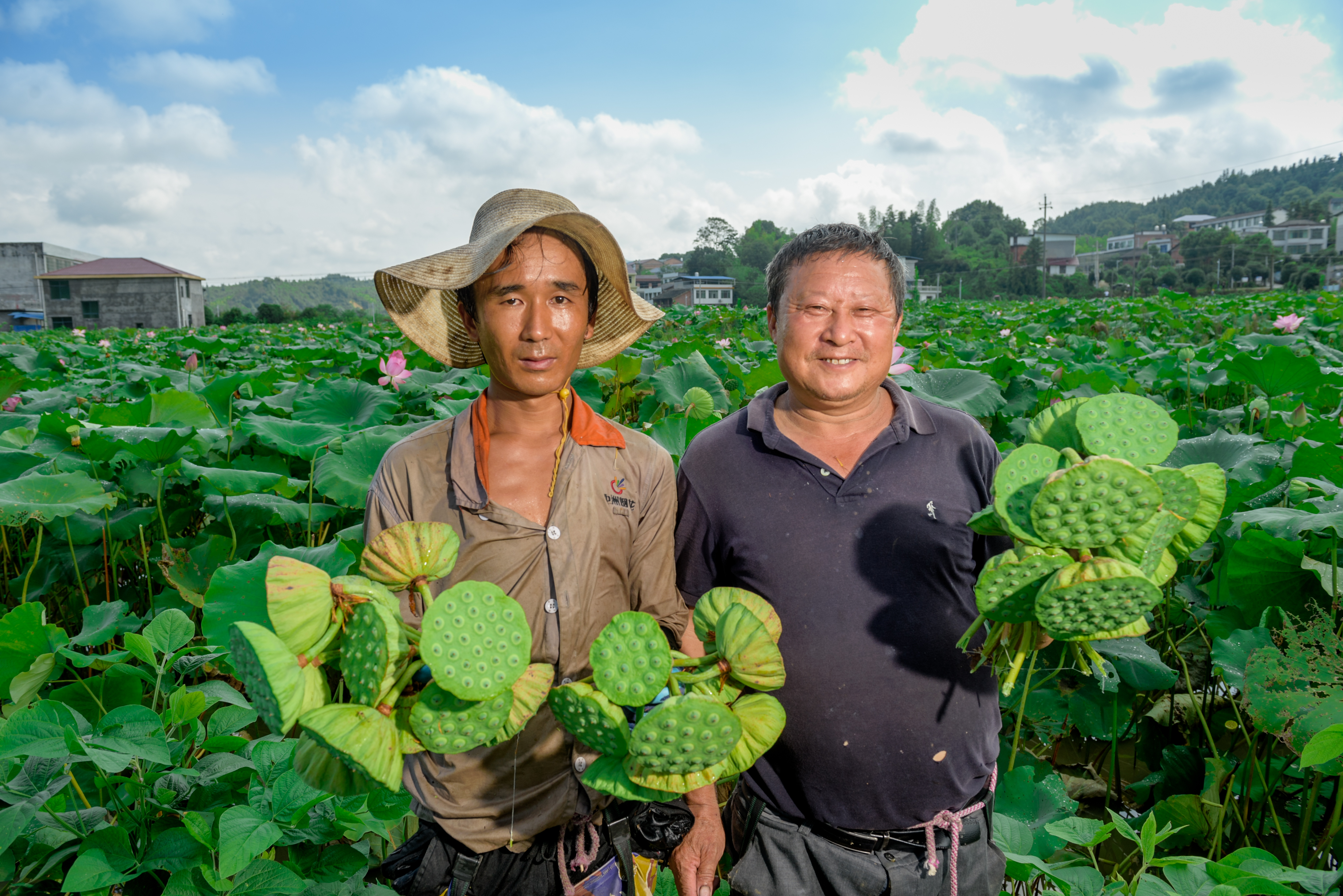 正值煙花企業(yè)放高溫假，休假的工人們來(lái)荷塘幫著采摘蓮蓬,，工資按180元/天結(jié)算,。