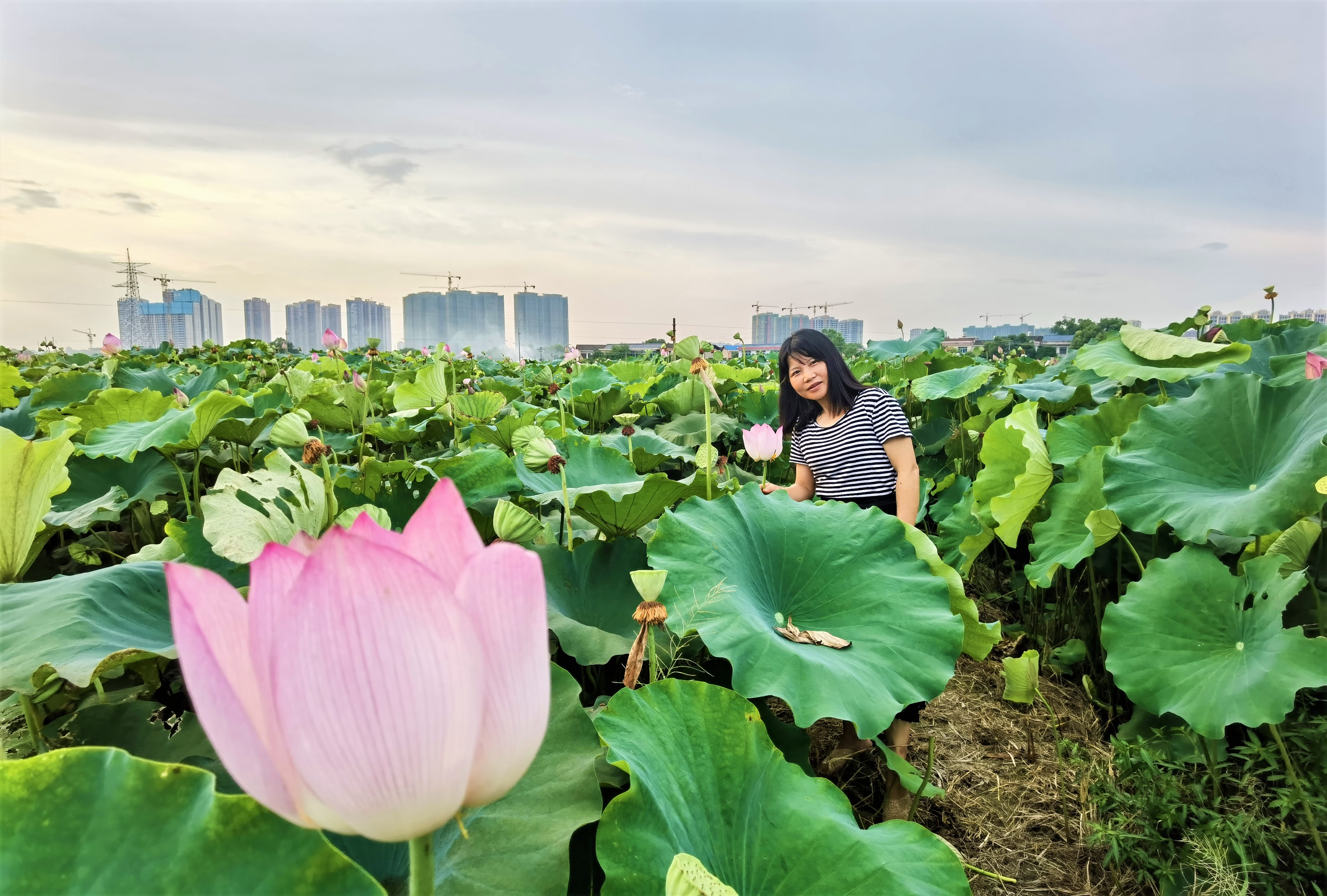 “種植荷花能夠一舉多得,！”湘蓮基地負責(zé)人陳曉信心滿滿地介紹。長沙晚報全媒體記者 張禹 攝