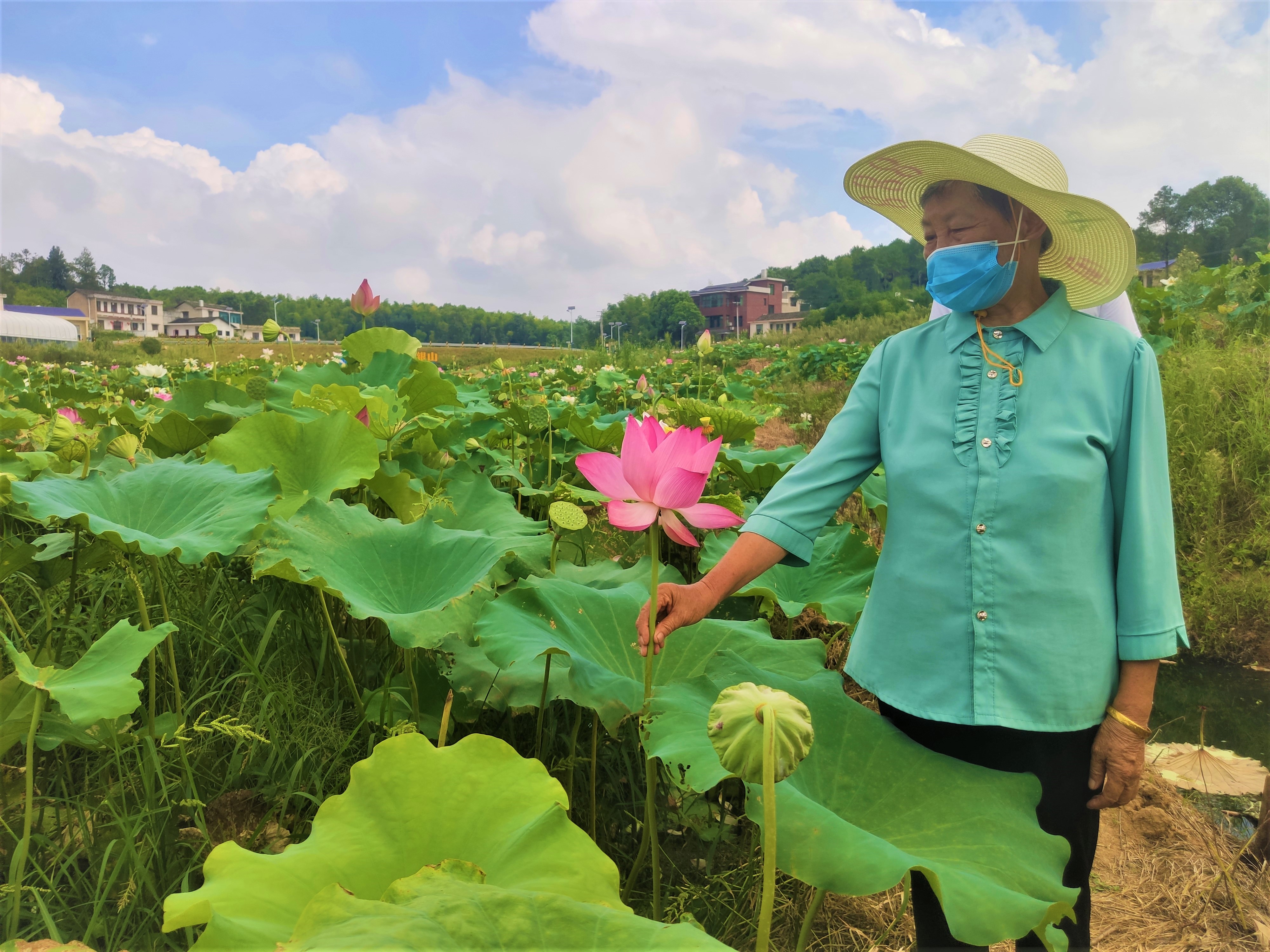 村民欣賞著美麗荷花，更憧憬著美好的未來,。長沙晚報全媒體記者 張禹 通訊員 林正文 攝