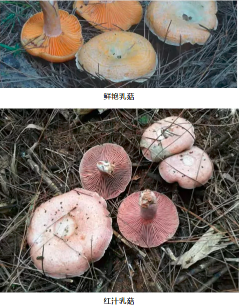 省疾控中心專家建議，如果想吃野生蘑菇,，只吃寒菌,，包括鮮艷乳菇、紅汁乳菇兩類,。均為省疾控中心供圖