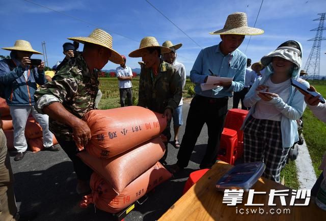 測(cè)產(chǎn)專家組成員記錄水稻測(cè)重結(jié)果。新華社記者 郭程 攝