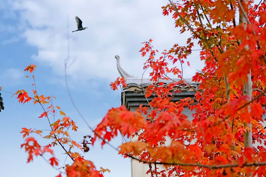 高橋紅楓