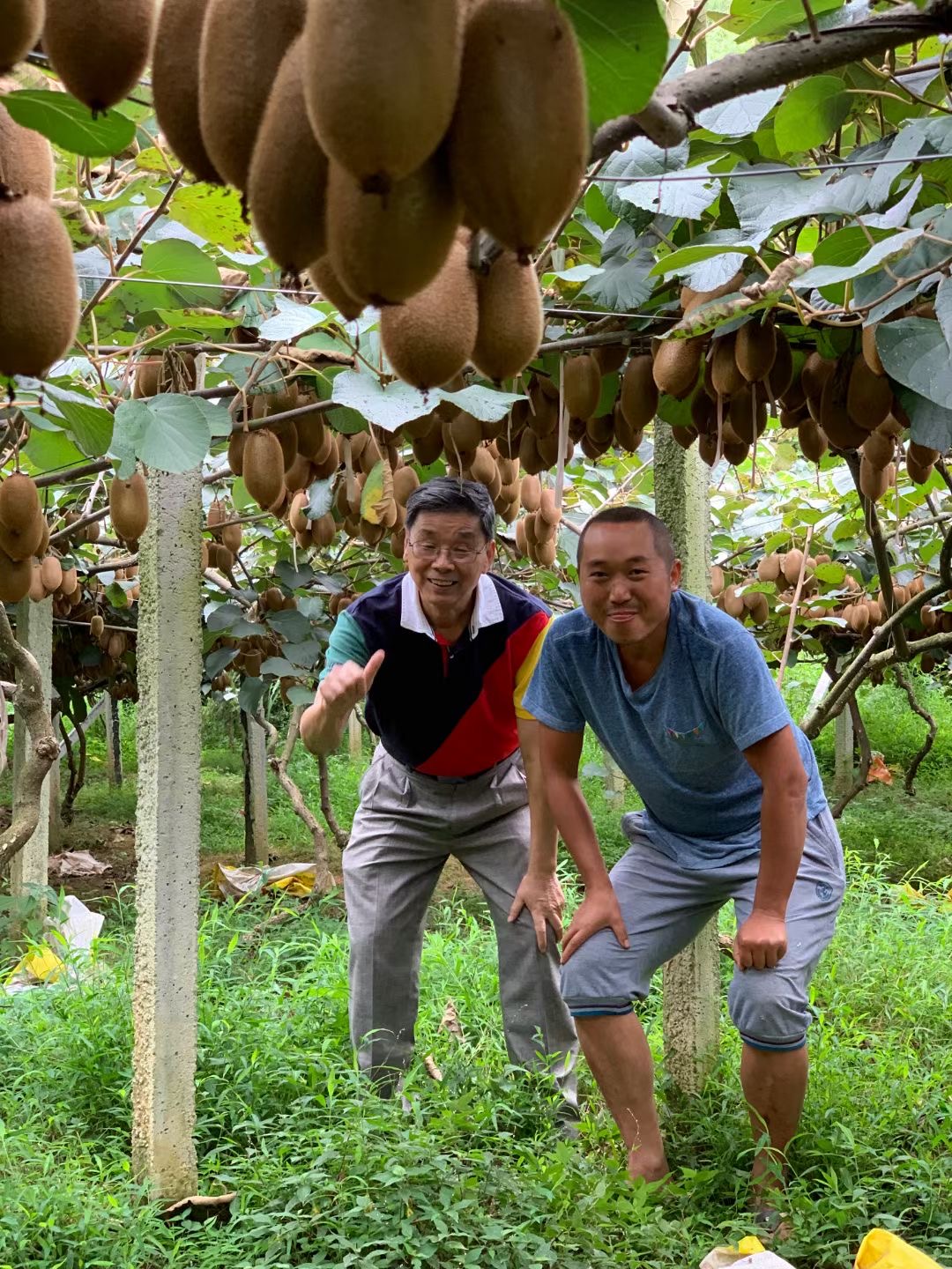 張永康教授在碩果累累的湘西獼猴桃種植基地為農(nóng)民朋友點贊,。