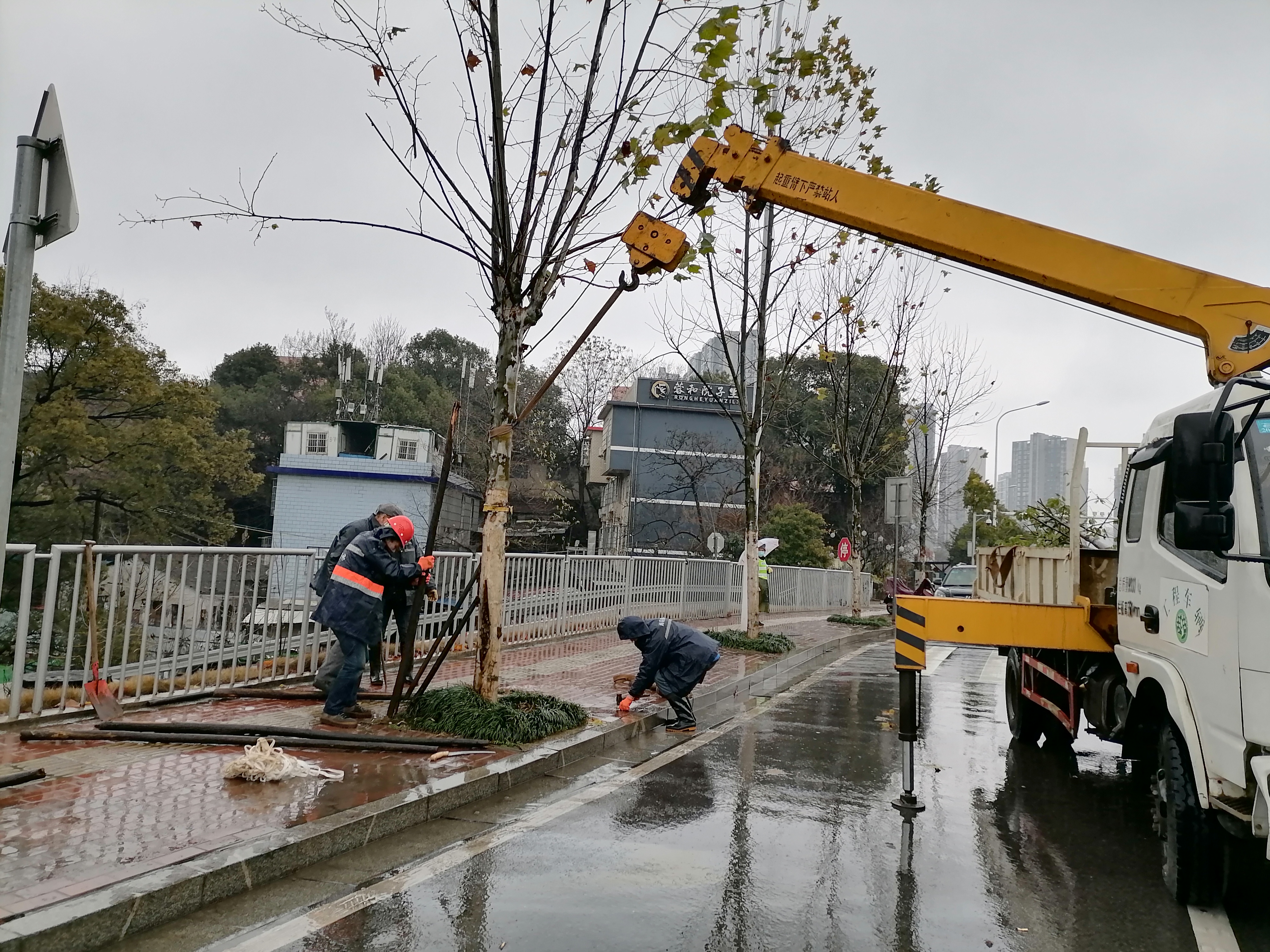 風(fēng)雪中，雨花區(qū)園林部門及時(shí)清理行道樹的枯枝斷枝,，并對樹木加固處理,。長沙晚報(bào)通訊員 楊佳 攝