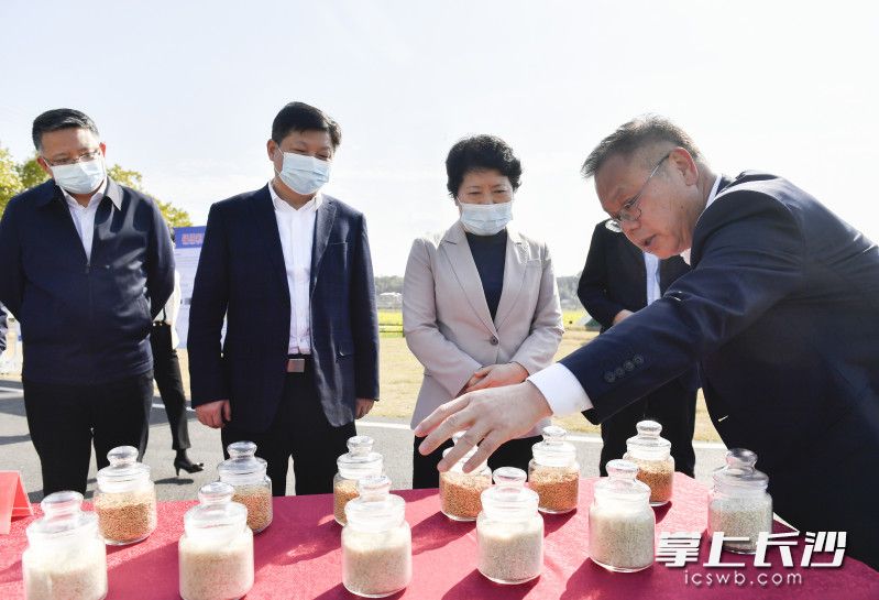 3月9日下午,，省委常委,、市委書記吳桂英在長沙縣調(diào)研鄉(xiāng)村振興、春耕備耕和糧食生產(chǎn)工作,，與院士專家,、種植戶們共話種業(yè)發(fā)展,、春耕備耕。均為長沙晚報(bào)全媒體記者 余劭劼 攝