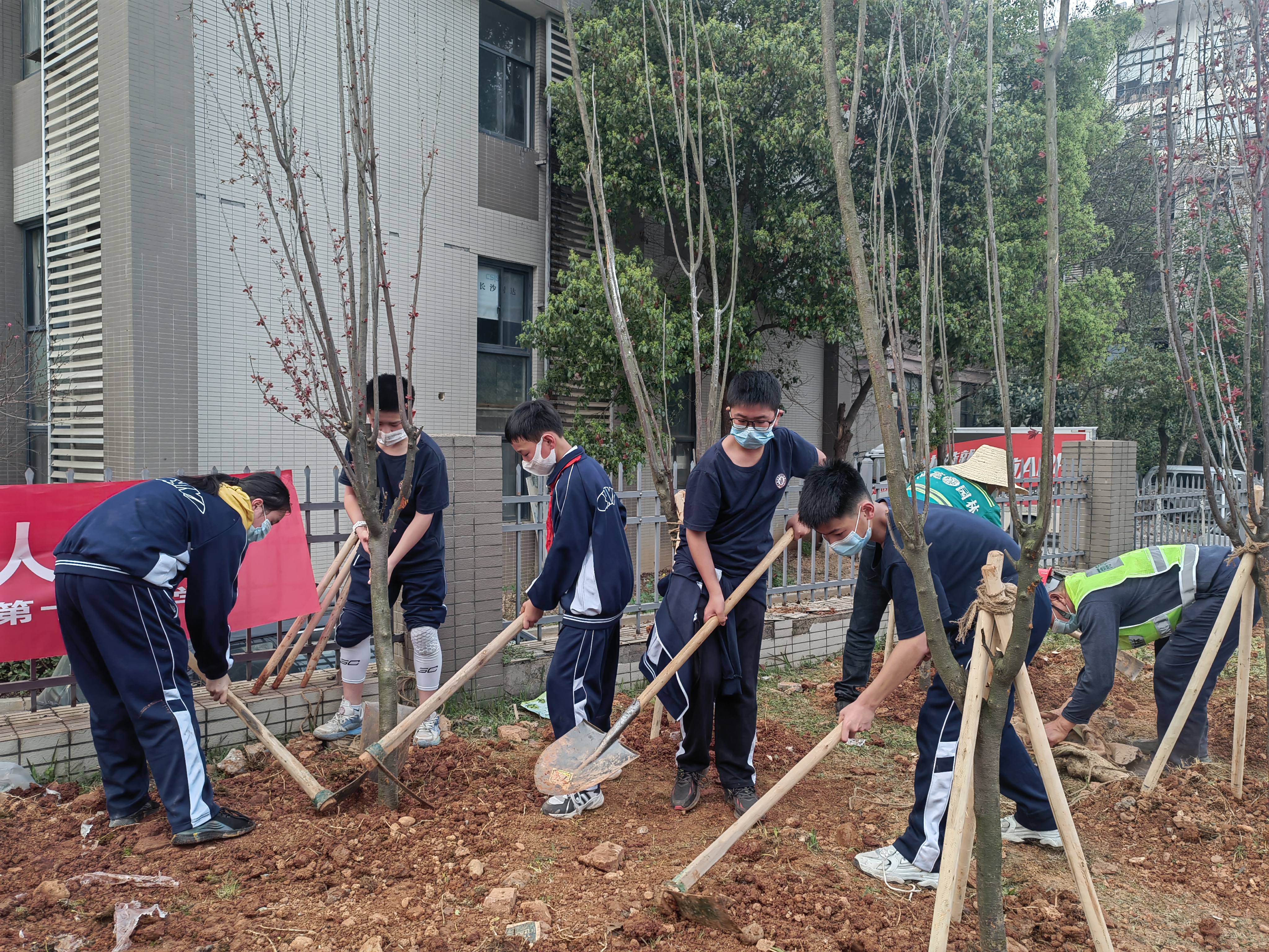 14日,，雨花區(qū)干部群眾來(lái)到仙嶺中路旁，栽下200株紫葉李和香樟匯集成“兩型林”,。長(zhǎng)沙晚報(bào)全媒體記者  胡媛媛 攝