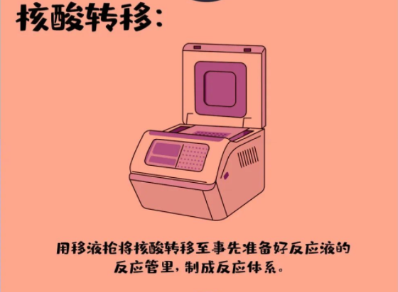 核酸轉移：用移液槍將核酸轉移至事先準備好反應液的反應管里，制成反應體系,。