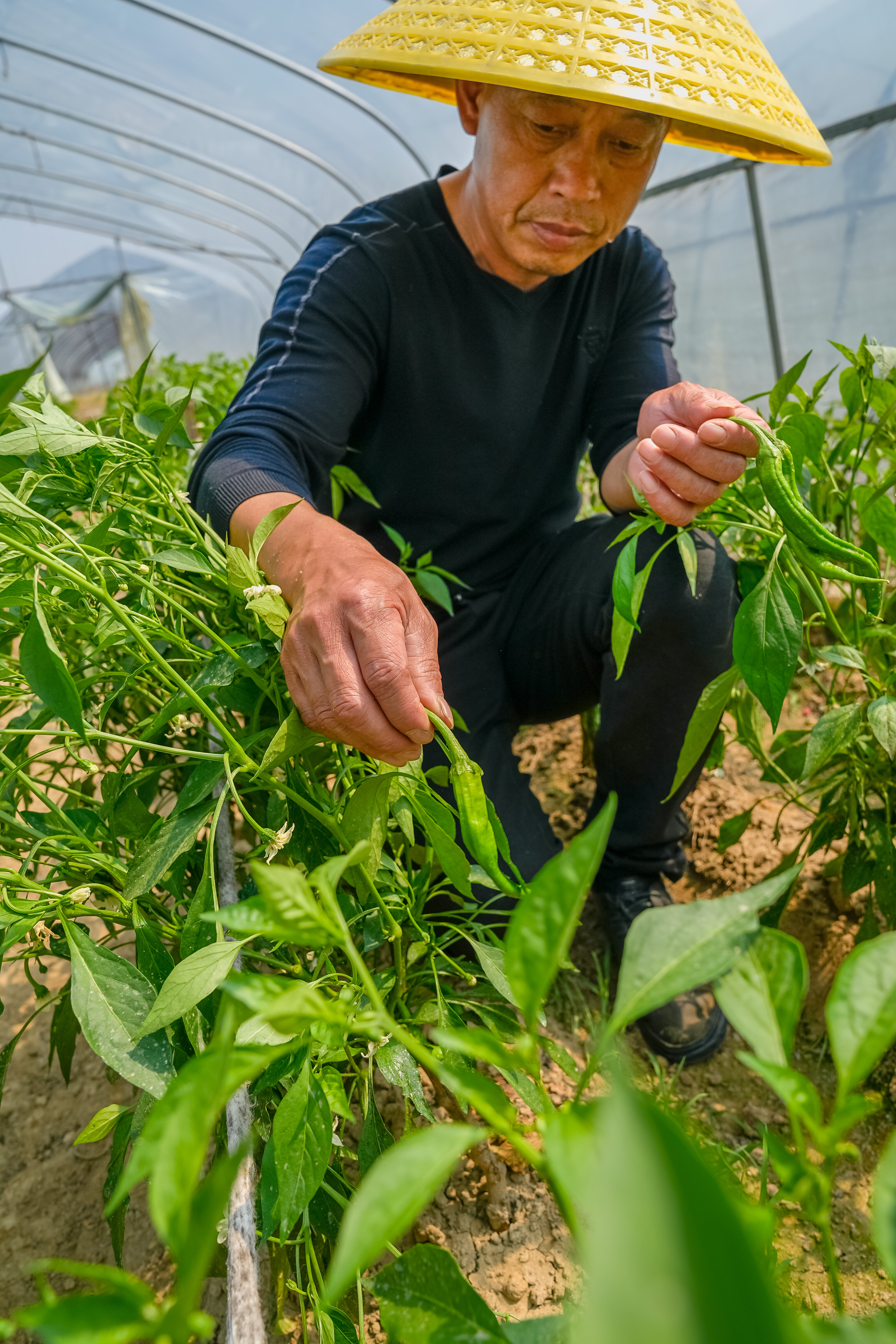 在尹培良精心打理的大棚里,，辣椒樹枝繁葉茂,、花開朵朵，個頭長達十公分的新鮮辣椒,，已經(jīng)待字閨中,，這批“再生辣椒”即將迎來集中采收季 。 長沙晚報全媒體記者  陳飛 拍攝