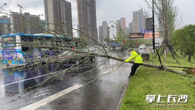 開(kāi)福交警葉進(jìn)清理道路上倒下的樹(shù)木。