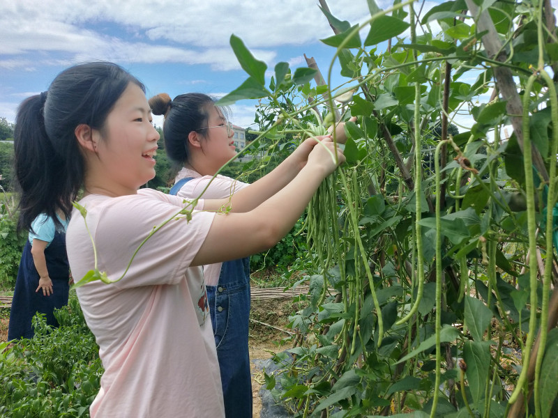 兩位00后志愿者在助殘基地開展愛心采摘,。 圖片均為長(zhǎng)沙晚報(bào)全媒體記者  黎鐵橋攝