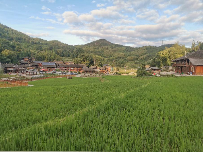 崇木凼水稻基地水稻長勢良好,。均為通訊員 供圖