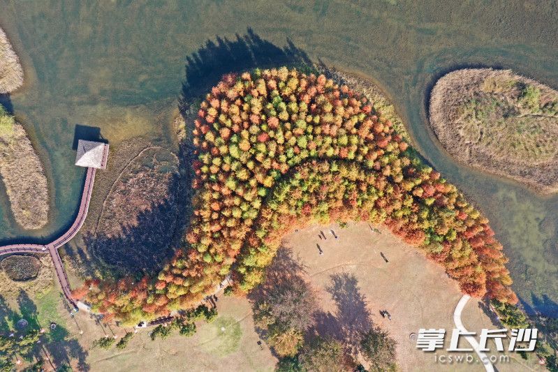 連日來(lái)，松雅湖國(guó)家濕地公園內(nèi)的棵棵水杉陸續(xù)披上了紅色,、橙色,、綠色的外衣，色彩斑斕,，美麗壯觀,。 均為長(zhǎng)沙晚報(bào)全媒體記者王志偉攝