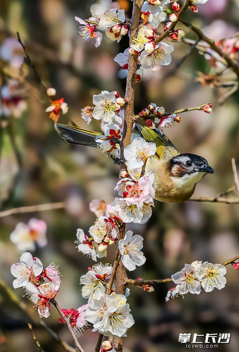 溫暖的陽(yáng)光里,，鳥兒在枝頭歌唱。