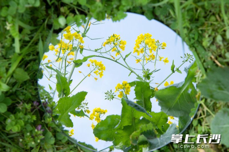 江背鎮(zhèn)五福村油菜花。長(zhǎng)沙晚報(bào)全媒體記者 林暘 攝