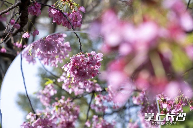 曉園公園櫻花,。長(zhǎng)沙晚報(bào)全媒體記者 周數(shù)邑 實(shí)習(xí)生 歐陽(yáng)瀟瀟 攝影報(bào)道