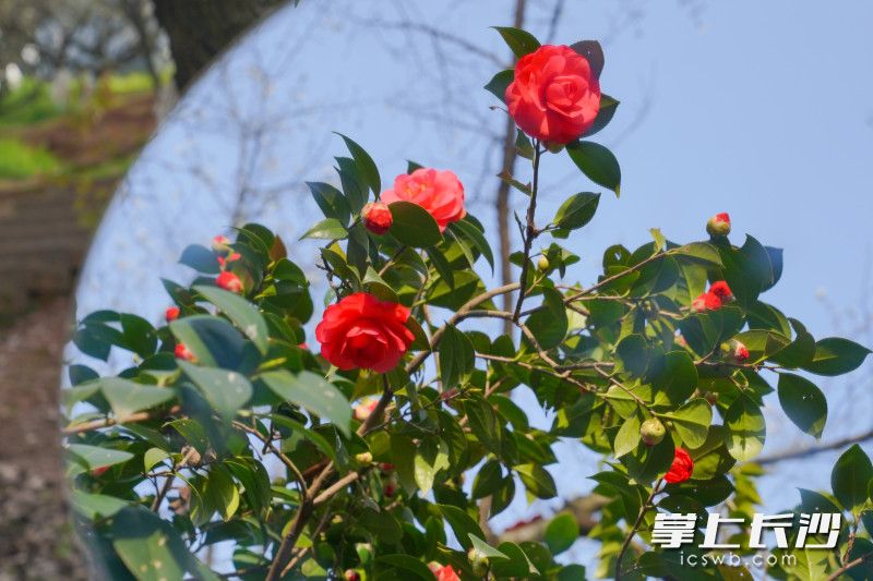 湖南省植物園山茶花,。長(zhǎng)沙晚報(bào)全媒體記者 王珊琪 攝