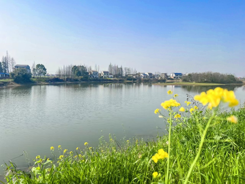 藍(lán)天白云下,，湘濱鎮(zhèn)油菜正好花開，自然氣息撲面而來(lái),。梁煥鑫 攝