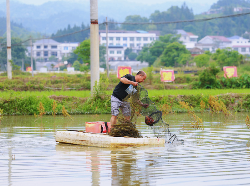 5月12日，葉光明在養(yǎng)殖基地起網(wǎng)收蝦,，他說個頭最大的可以賣到64元/公斤,。長沙晚報全媒體記者 顏開云 攝