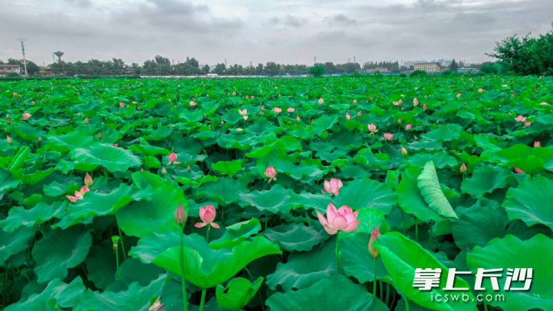 6月12日，雨后短暫天晴,，蘇家托荷花初盛開,，伴隨雨露在風(fēng)中搖曳。   均為長沙晚報(bào)全媒體記者易億攝