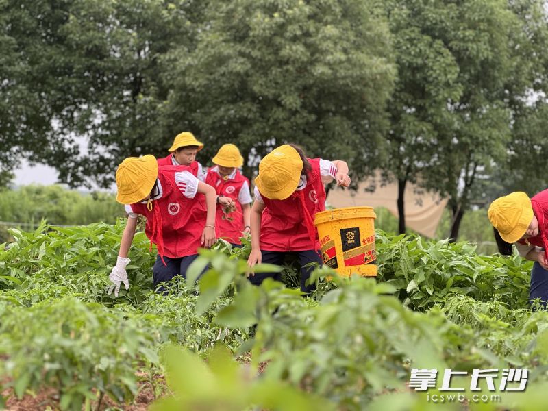 今日，泰禹小學的少先隊員們到位于長沙市雨花區(qū)石燕湖村的“攤玩市集愛心農(nóng)場”開始采摘,、打包,、愛心義賣。長沙晚報通訊員 雷雱 攝 
